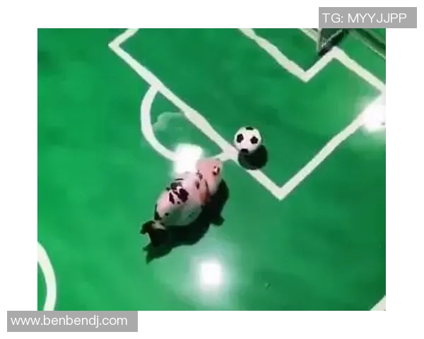 鱼会玩足球的奇妙世界探索与动物运动的乐趣分享